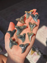 Load image into Gallery viewer, Extinct &amp; uncommon Hemipristis shark teeth from NC (you pick)
