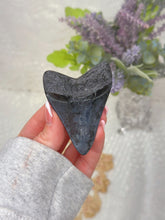 Load image into Gallery viewer, Polished Megalodon tooth
