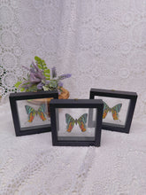 Load image into Gallery viewer, Urania ripheus butterfly in case (3 available)
