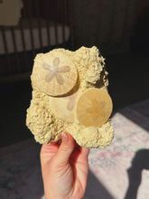 Load image into Gallery viewer, Fossilized sand dollar cluster from France
