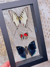 Load image into Gallery viewer, Butterflies in display case
