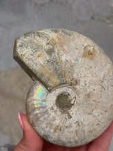 Load image into Gallery viewer, Iridescent Ammonite

