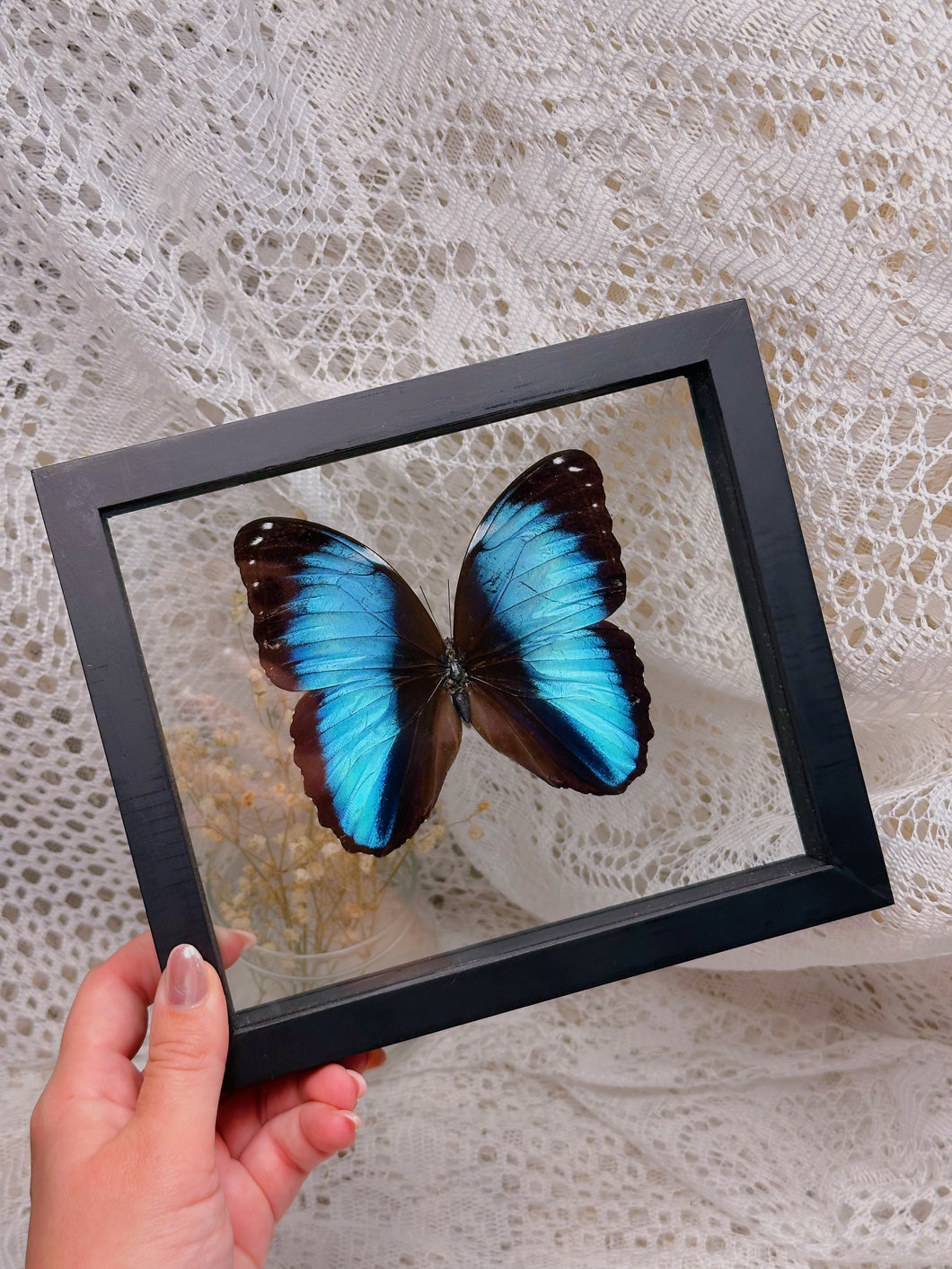 Morpho Achile butterfly