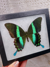 Load image into Gallery viewer, Peacock Swallowtail Butterfly (3 available)
