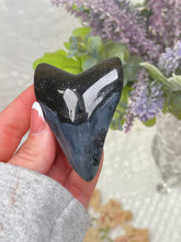 Load image into Gallery viewer, Polished Megalodon tooth
