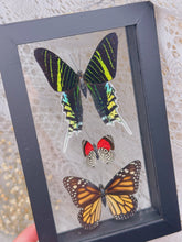 Load image into Gallery viewer, Butterflies in display case
