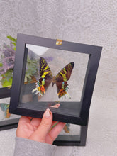 Load image into Gallery viewer, Urania ripheus butterfly in case (3 available)
