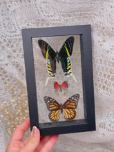 Load image into Gallery viewer, Butterflies in display case
