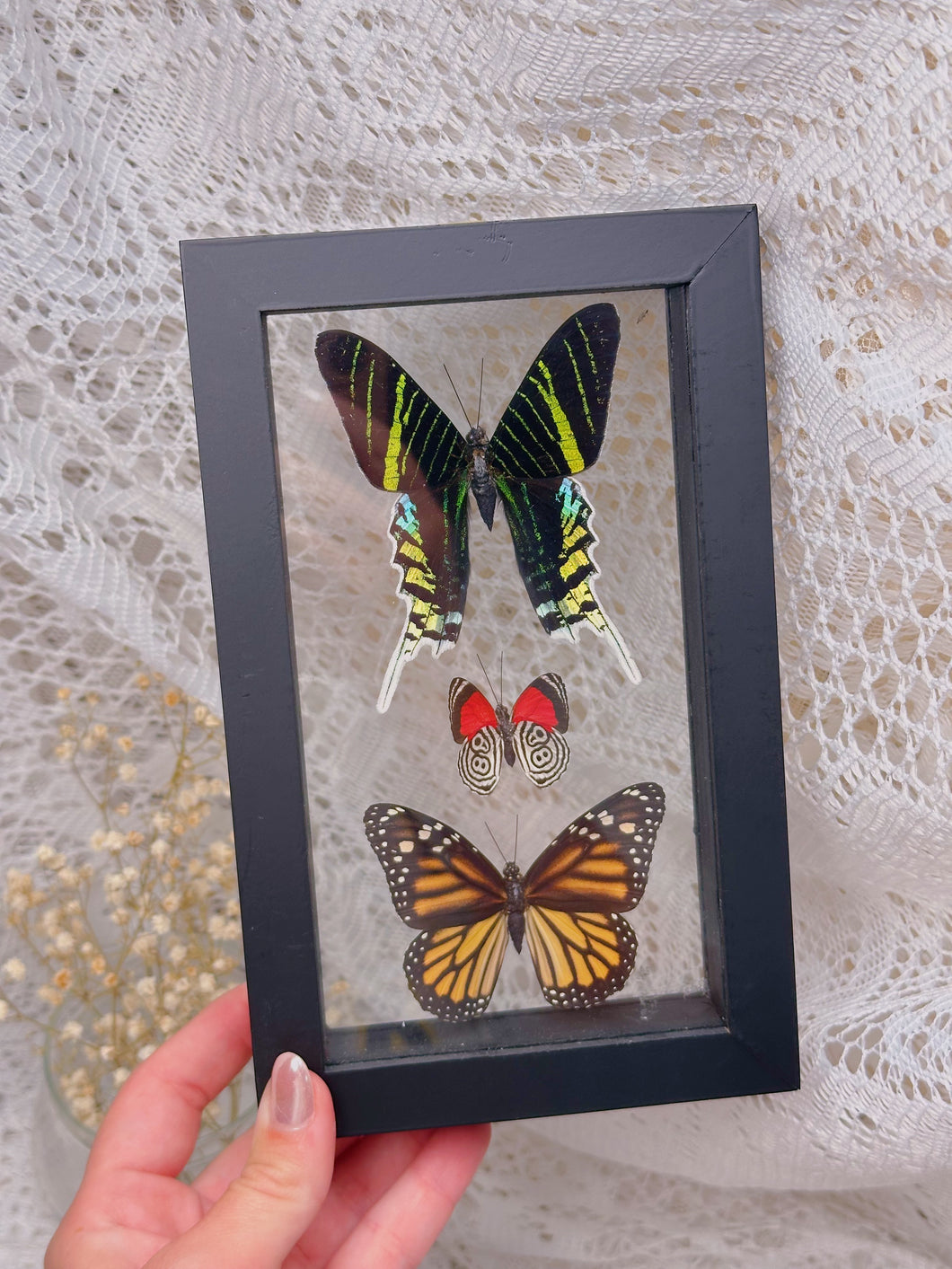 Butterflies in display case