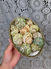 Load image into Gallery viewer, Green turbo shell *intuitive pick*
