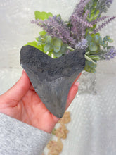 Load image into Gallery viewer, Polished Megalodon tooth (A+ grade)
