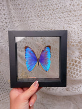 Load image into Gallery viewer, Morpho Aurora butterfly (2 available)
