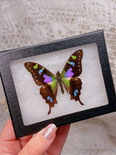 Load image into Gallery viewer, Purple Spotted Butterfly (1 left)
