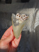 Load image into Gallery viewer, NC megalodon tooth with barnacles

