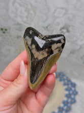 Load image into Gallery viewer, Polished Megalodon tooth
