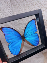 Load image into Gallery viewer, Morpho Didius butterfly (2 available)
