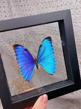 Load image into Gallery viewer, Morpho Aurora butterfly (2 available)
