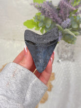 Load image into Gallery viewer, Polished Megalodon tooth
