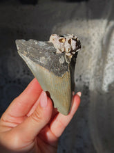 Load image into Gallery viewer, NC megalodon tooth with barnacles

