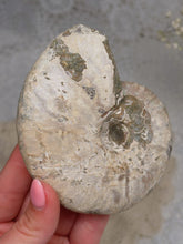Load image into Gallery viewer, Iridescent Ammonite
