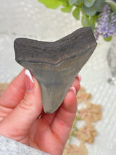 Load image into Gallery viewer, Megalodon shark tooth (A grade)
