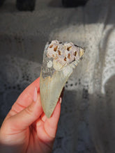 Load image into Gallery viewer, NC megalodon tooth with barnacles

