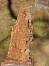 Load image into Gallery viewer, Permineralized wood (Indonesia)
