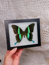 Load image into Gallery viewer, Peacock Swallowtail Butterfly (3 available)
