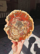 Load image into Gallery viewer, Petrified wood slab
