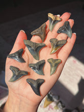 Load image into Gallery viewer, Extinct &amp; uncommon Hemipristis shark teeth from NC (you pick)
