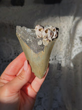 Load image into Gallery viewer, NC megalodon tooth with barnacles
