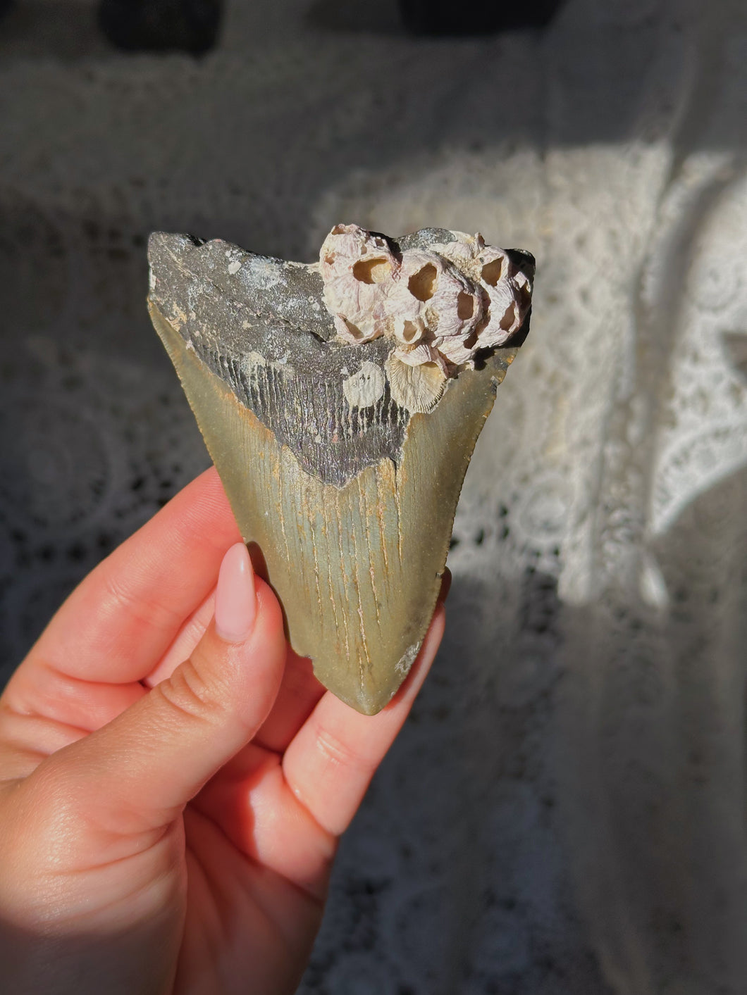 NC megalodon tooth with barnacles