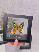 Load image into Gallery viewer, Urania ripheus butterfly in case (3 available)
