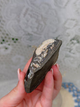 Load image into Gallery viewer, Ammonites in matrix from Russia
