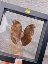 Load image into Gallery viewer, Napeocles Jucunda butterfly (2 available)
