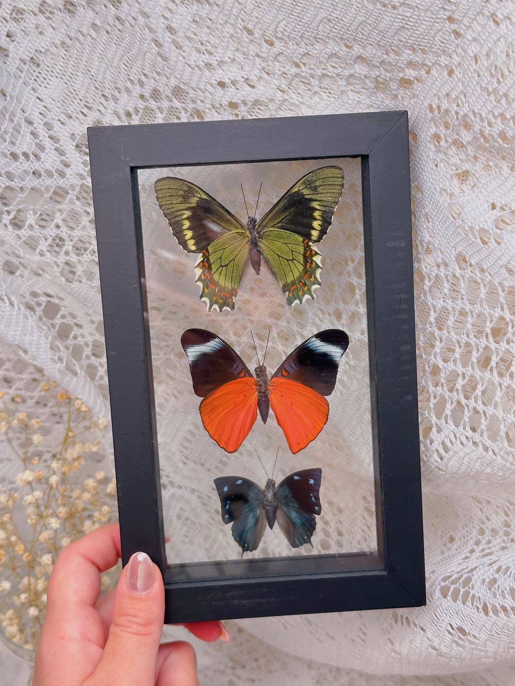 Butterflies in display case