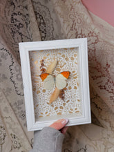 Load image into Gallery viewer, Butterfly in box display (handmade)
