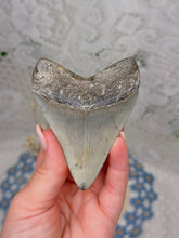 Load image into Gallery viewer, Megalodon tooth with pyrite/turquoise inlay
