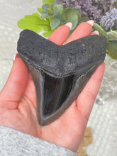 Load image into Gallery viewer, Polished Megalodon tooth (A+ grade)
