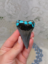 Load image into Gallery viewer, Prehistoric great white tooth with pyrite/turquoise
