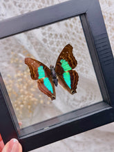 Load image into Gallery viewer, Doxocopa Laurentia butterfly
