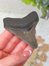 Load image into Gallery viewer, Megalodon shark tooth (A grade)
