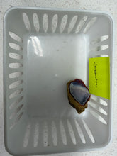 Load image into Gallery viewer, Order for @Clairedesaturno
