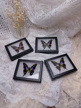 Load image into Gallery viewer, Purple Spotted Butterfly (1 left)
