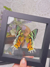 Load image into Gallery viewer, Urania ripheus butterfly in case (3 available)
