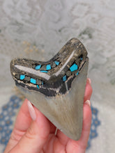 Load image into Gallery viewer, Megalodon tooth with pyrite/turquoise inlay
