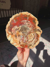 Load image into Gallery viewer, Petrified wood slab
