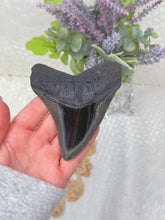 Load image into Gallery viewer, Polished Megalodon tooth (A+ grade)
