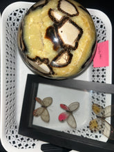 Load image into Gallery viewer, Order for @coralife1981
