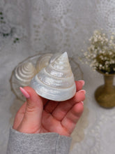 Load image into Gallery viewer, Mother of pearl turbo topshells
